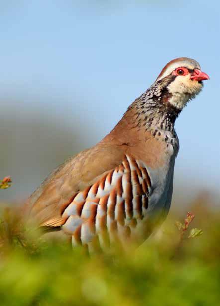 PATRIJS Een gastronomisch genoegen Van origine komt deze vogel uit