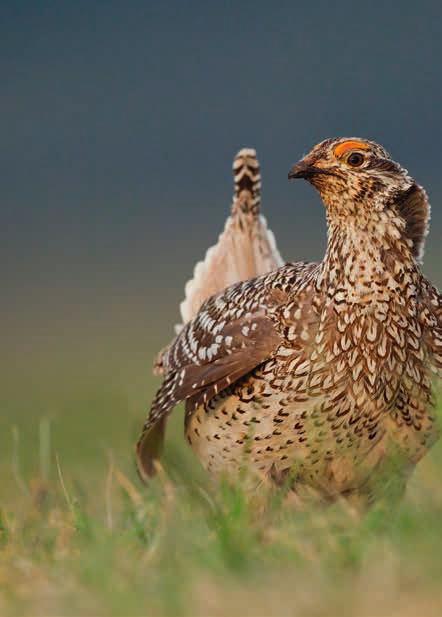 GROUSE Onbekend maar niet onbemind De grouse is vooral afkomstig van de Schotse Hooglanden en heeft de sterkste wildsmaak van al het gevogelte.