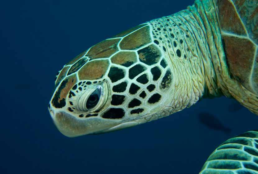 INFOBLAD ZEESCHILDPADDEN Zeeschildpadden zijn echte zeedieren. Met hun stevige flippers en platte schildenzijn het goede zwemmers. Ze zijn heel wat sneller dan hun logge neven op het land.