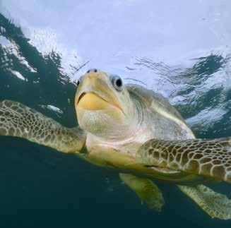 Je leest ook wat het Wereld Natuur Fonds doet om deze bijzondere dieren te beschermen. Alle warme zeeen groene zeeschildpad In vrijwel alle warmere zeeën komen zeeschildpadden voor.