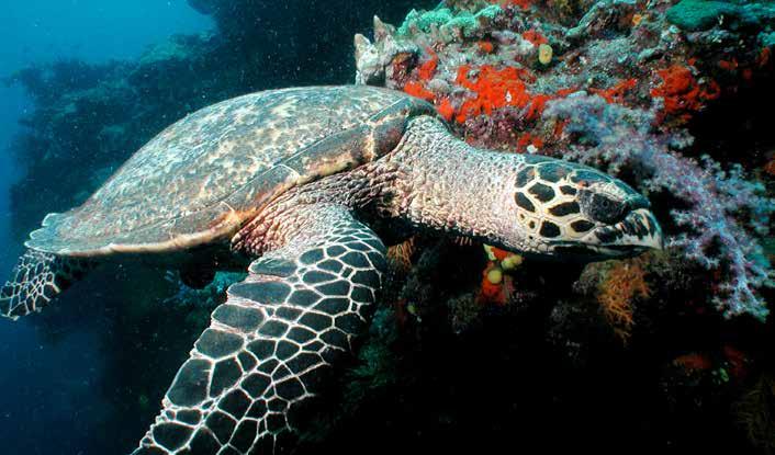 Zeven soorten Sommige biologen zien de zwarte zeeschildpad als een aparte soort, maar anderen beschouwen hem als ondersoort van de groene zeeschildpad.