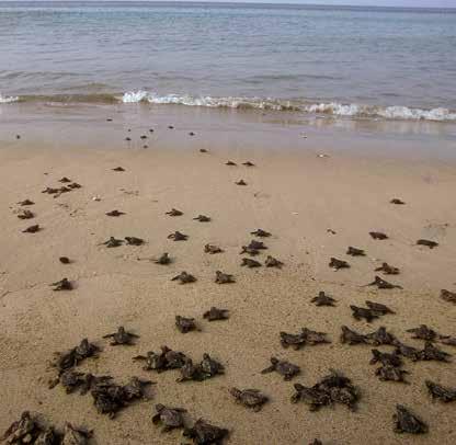 Waarschijnlijk bestaat hun menu vooral uit kleine garnaaltjes. Vermoeiende klus Mannelijke zeeschildpadden komen bijna nooit aan land.