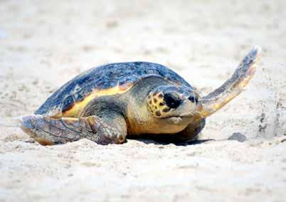 Een vrouwtje dikkopschildpad begint met het graven van een nestkuil. Meestal gebeurt dat s nachts. Vijanden Jammer genoeg weten we weinig over de eerste jaren van het leven van de zeeschildpadden.