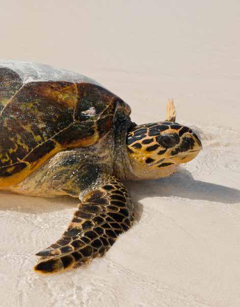 Het mysterie van de Kemps zeeschildpad De Kemps zeeschildpad is genoemd naar een visser die in 1880 een paar van deze zeeschildpadden bij Florida had gevangen.