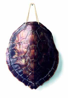 Een natuurbeschermer probeert een lederschildpad te bevrijden uit een net. Zeeschildpadden beschermd Het Wereld Natuur Fonds werkt op verschillende manieren aan de bescherming van zeeschildpadden.