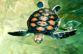 De 7 zeeschildpadden Groene zeeschildpad ook soepschildpad genoemd eet vooral zeegras en algen groot: vaak meer dan 150 kilo bruin of olijfgroen schild komt rond de evenaar voor Warana eet vooral