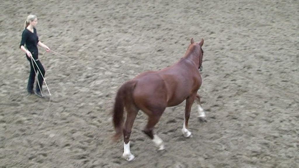 6. TRAININGSDRIEHOEK Het paard kan via drie trainingsvormen worden rechtgericht, waarbij de zes sleutels worden ingezet: 1. Longeren 2. Werk aan de hand 3.