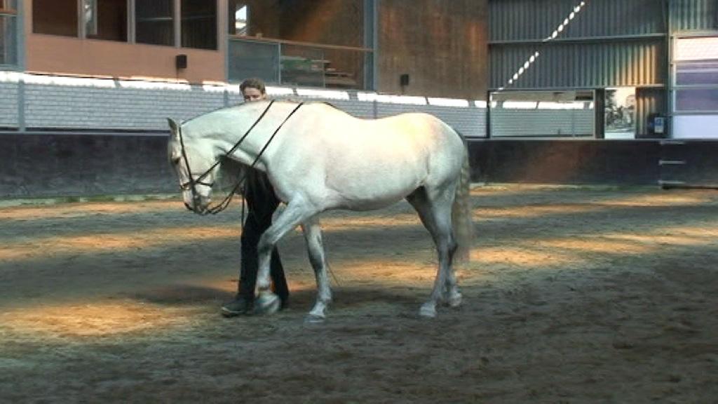 6.2. WERK AAN DE HAND Het doel van het werk aan de hand is het paard op beide zijdes te gymnastiseren, het paard de rechtrichtende buigingsarbeid aan te leren en het paard voor te bereiden op het