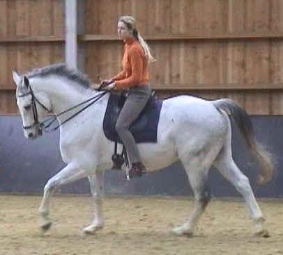 Lijkt het soms meer op een vechtsport dan op paardrijden, omdat je paard het bit altijd zo vastpakt aan één kant? Dan ben je niet de enige! Veel ruiters kampen met problemen tijdens het rijden.