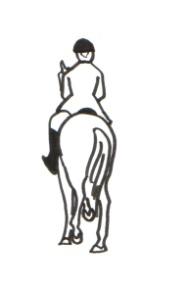 2. DIMENSIES VAN NATUURLIJKE SCHEEFHEID Elk paard is van nature asymmetrisch ontwikkeld qua lichaam en ledematen. Deze natuurlijke scheefheid heeft een aantal dimensies: 1. Laterale scheefheid 2.