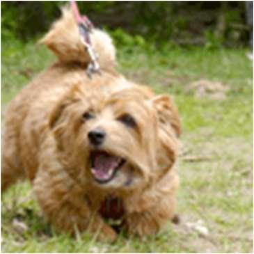 Blaffen is voor honden een natuurlijke manier van communiceren met geluid. Er zijn verschillende type blafgeluiden: vreugde, opwinding, waarschuwing, verdediging, angst, frustratie en aangeleerd.