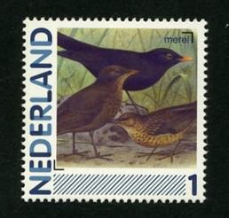 Merel. De merel is de meest algemene en een van de bekendste broedvogels van ons land. Zelfs de talrijkste broedvogel van Nederland.