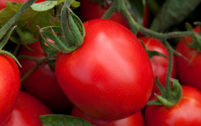 Pruimtomaten Pruimtomaten Sales & Technical Crop Advisor, Frank van Antwerpen: Pruimtomaten zijn de meest