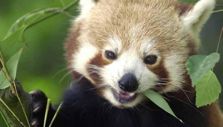 WAT EET DE KLEINE PANDA? Bamboemenu Kleine panda s eten veel bamboe. Net als de reuzenpanda. Bamboe is een heel grote riet-soort. Vooral de jonge blaadjes vinden de panda s erg lekker.