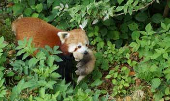 HOE LEVEN DE KLEINE PANDA S IN BLIJDORP? Veilig nest In het verblijf staan nesthokken die worden gebruikt om de jongen groot te brengen.