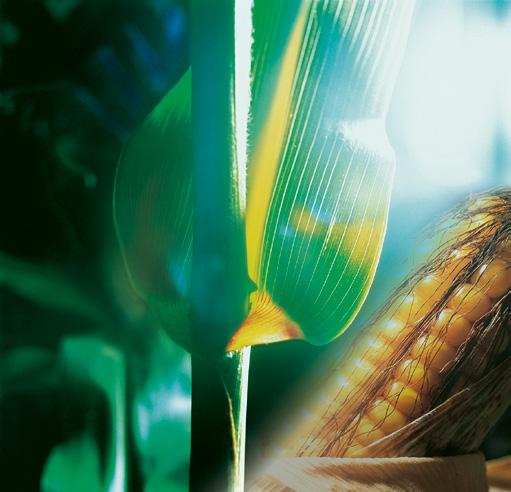 5 L Selectief na-opkomst herbicide in maïs tegen grassen en tweezaadlobbige onkruiden.