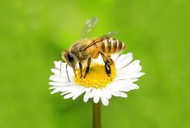 Bovenwettelijke eisen ivm bijen Greenpeace rapport leidt tot restrictie vanuit de handel / retail: Imidacloprid (Admire)
