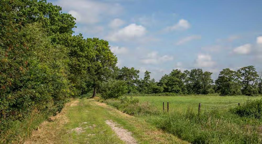 5 Steek aan het eind van het zandpad de asfaltweg over.