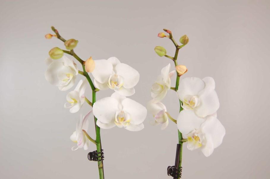 Phalaenopsis 5 dagen