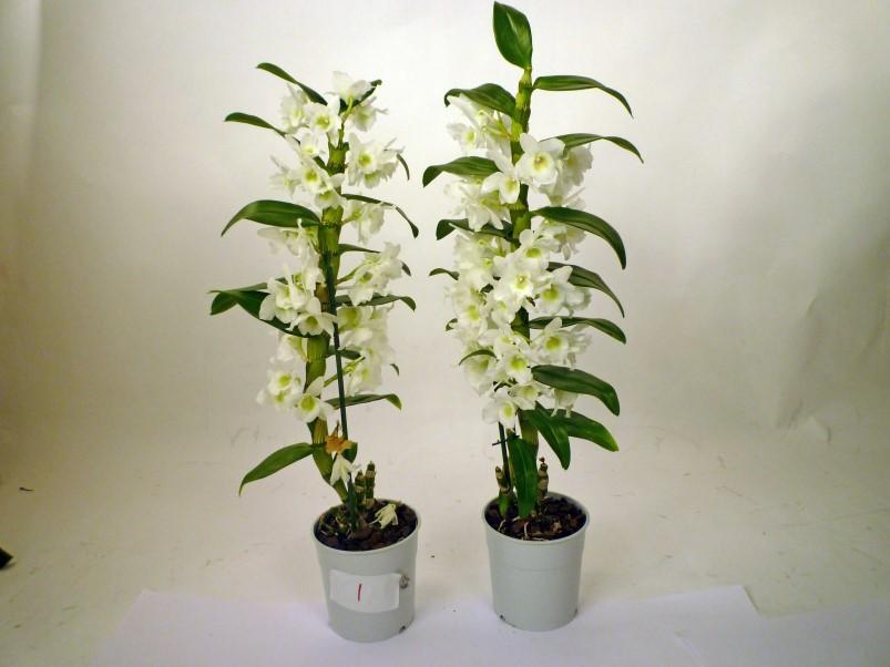 Dendrobium nobile 3 dagen