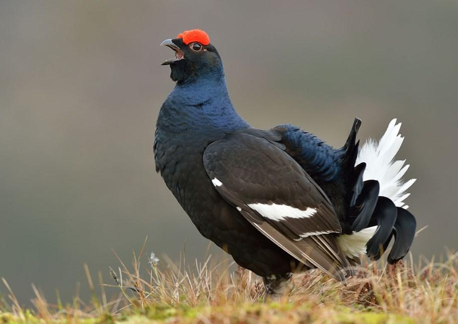 Brengen we de natuur met het inzaaien van