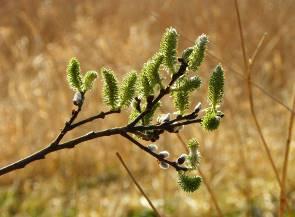 Gele kornoelje Cornus mas Inheemse plant die in de Benelux zijn meest noordelijke verspreidingsgebied kent.