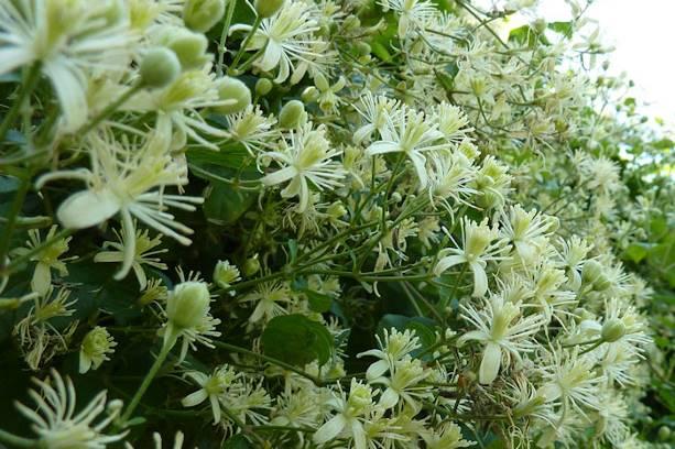 22 Tegeltuintjes! In dichtbebouwde wijken heeft niet iedereen een grote tuin. In sommige straten ontbreken zelfs voortuinen (of zijn ze zeer klein). Groen kan het straatbeeld aanzienlijk verfraaien.