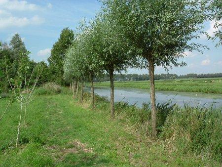 Bomen en fruitbomen 16 Knotwilg Prijs: 3 euro Een mooie landelijke knotwilg bekom je door het aanplanten van een knotwilgpoot.