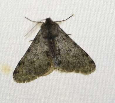 vervolg jaarlijst nachtvlinders (macro) Familie soort soort aantal waardplant Geometridae Idaea aversata grijze stipspanner 5 div.kruidachtigen Idaea biselata schildstipspanner 5 div.