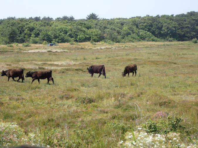 duinen steken en worden er hulptroepen