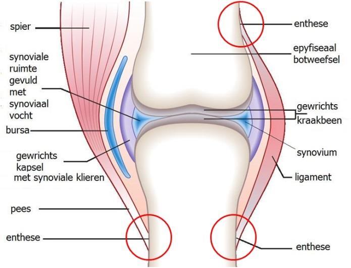 Duidelijk herkenbare, grote gewrichten zijn de heup, de knie, elleboog, schouder.