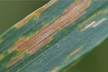 Ziektegevoeligheid rassen Bladseptoria Pagina 25 Beeld Voorkeursomstandigheden Vroege zaai