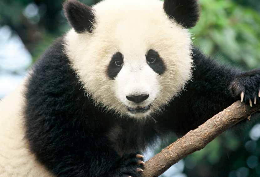 INFOBLAD HET WERELD NATUUR FONDS Laat een willekeurige Nederlander, Australiër of Chinees het pandalogo zien en hij noemt de naam van het Wereld Natuur Fonds.