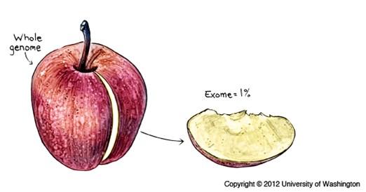 Whole exome sequencing (WES) van