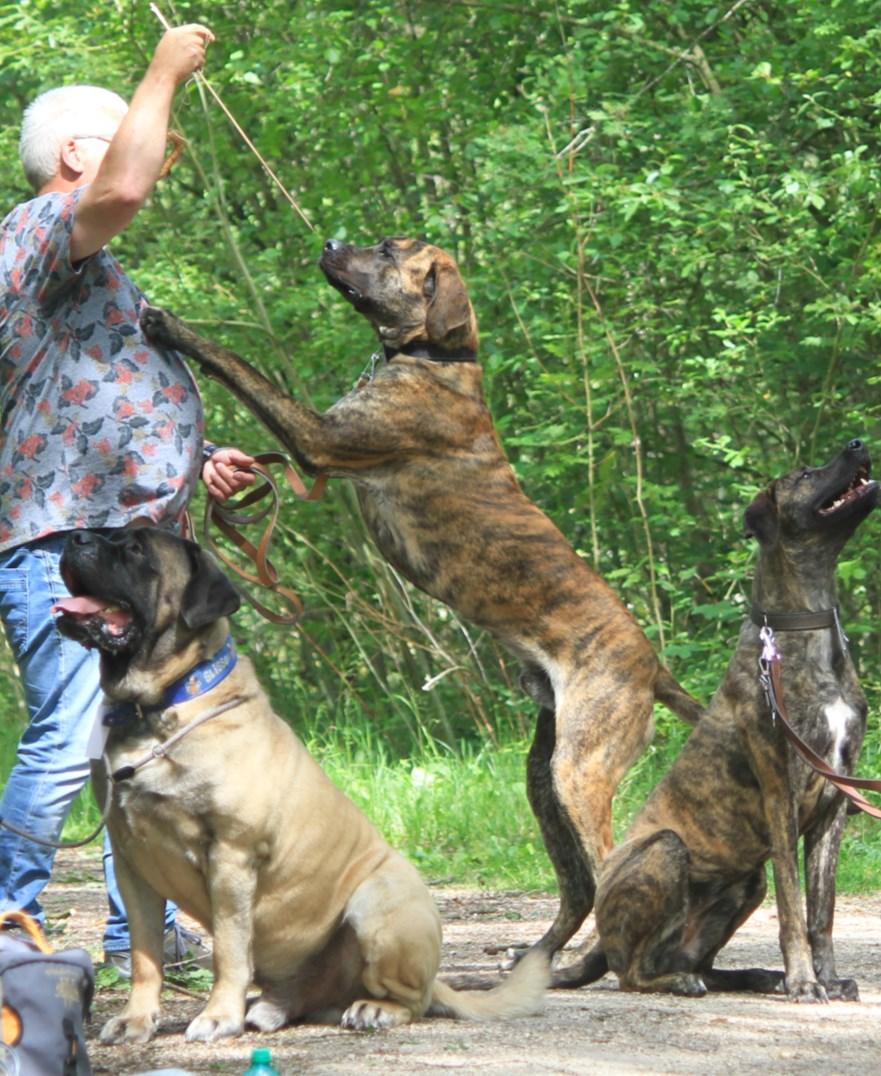 60 kilo 83 cm Karakter: vrolijk, lief, sociaal en gemakkelijk in de omgang met andere (opvang)honden en mensen.