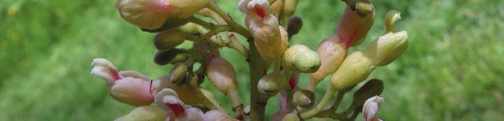 Aesculus flava Amerikaanse paardenkastanje, gele pavia SEIZOENSKLEUREN jan feb mar apr mei jun jul aug sep okt nov dec Bomen: hoogstam bomen, meerstammige bomen Vormbomen