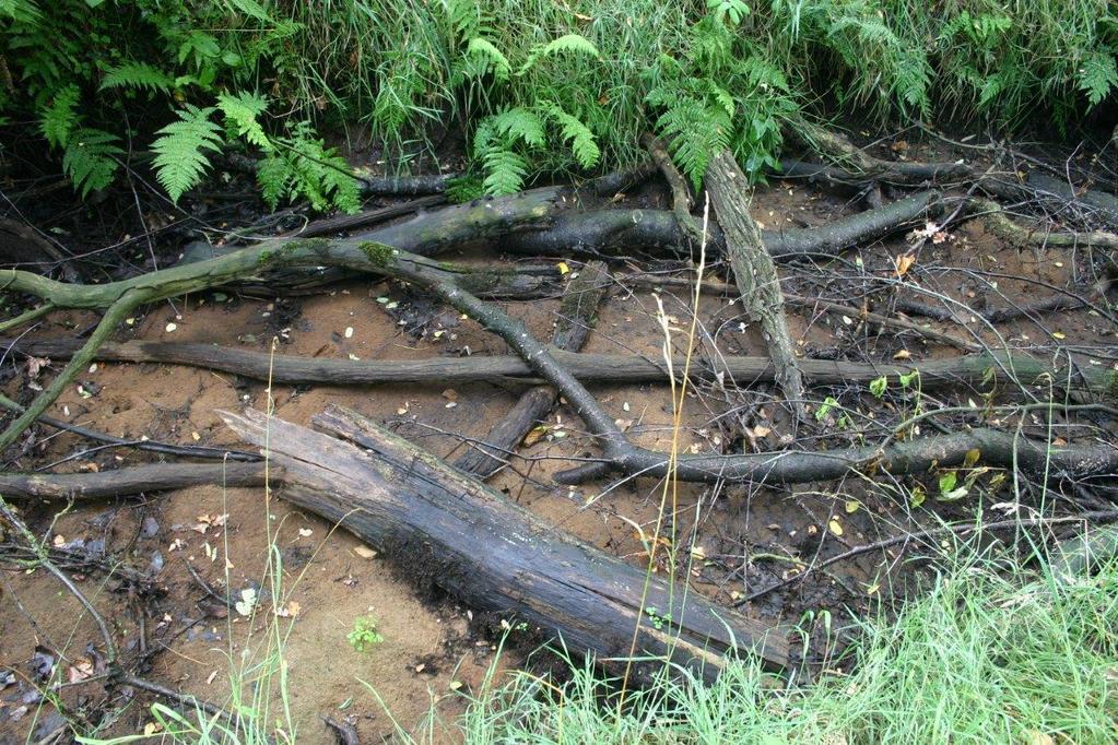Richtlijnen inbrengen dood hout Toepassen op plekken die beschaduwd zijn voorkome