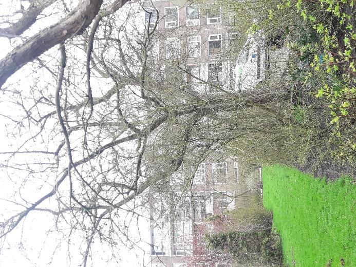 De sierkersen aan de overzijde van de straat zijn bomen in de tuinen van de flats, (boomnummers 5 t/m 8, Prunus cerasifera cultivar) foto