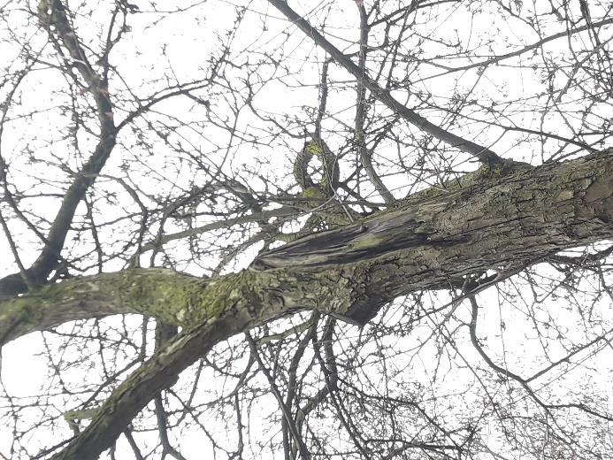 Er is bij twee bomen dood hout in de kroon geconstateerd en in één boom een uitgescheurde plakoksel (foto 4).