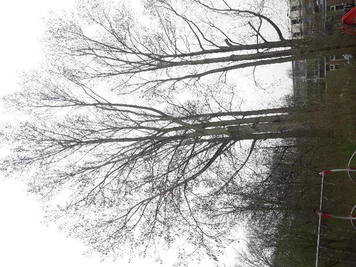 Foto 3 (links): Bomen 5 /m 8 Foto 4 (rechts): Uitgescheurde plakoksel In de groenstrook achter de speelplaats en naast het wijkcentrum