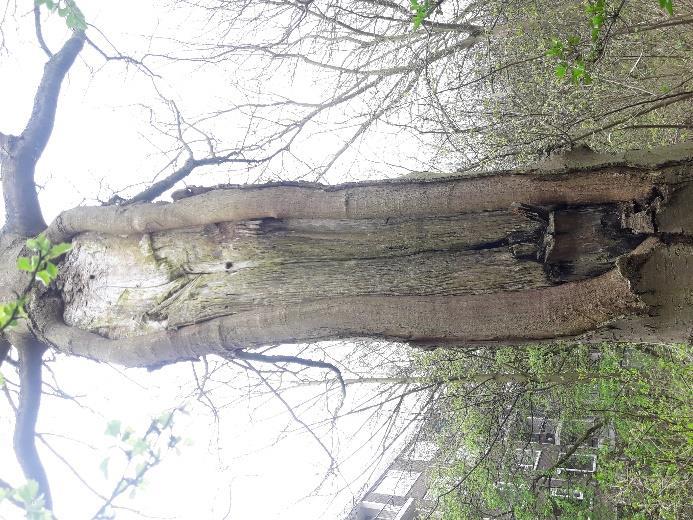 16 t/m 18 zijn onderstandige bomen, deze worden overschaduwd door de populieren. De toekomstverwachting is iets verminderd tot sterk verminderd.