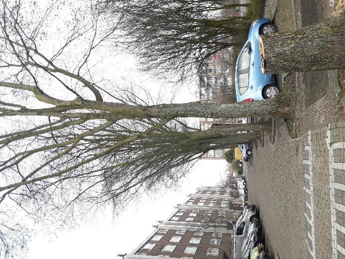 Aan de westzijde van de Boekhorststraat staan negen solitaire iepen (Ulmus x hollandica cultivar) in verharding, boomnummers 58 t/m 66 (foto 14).