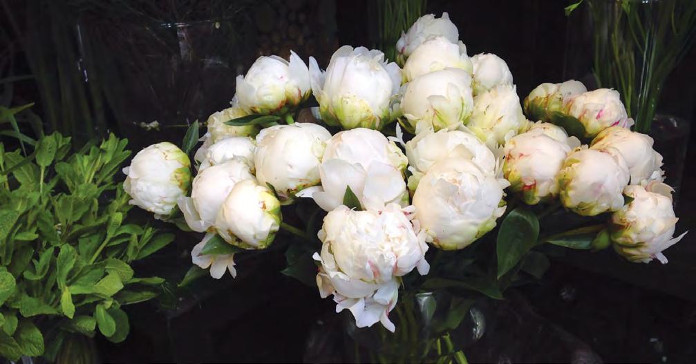 Martijn Van den Op 20 april 2019 Liefste Mama, kijk eens welke mooie bloemen Catherine heeft mee gebracht