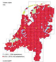 Wrap-up onderzoek boerenlandvogels en predatie 1950-1990 1990-2010 2010-2019 Figuur 5. Verandering in verspreiding van de Vos in Nederland.