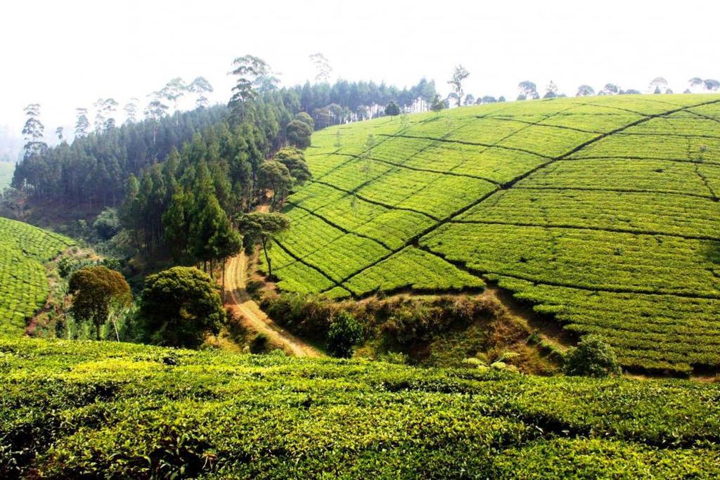 Opgave 6 Thee in Indonesië bron 17 Thee in Indonesië Theeplanten groeien in een tropisch of subtropisch klimaat. In Indonesië wordt thee vooral verbouwd in het noorden van Sumatra en op Java.
