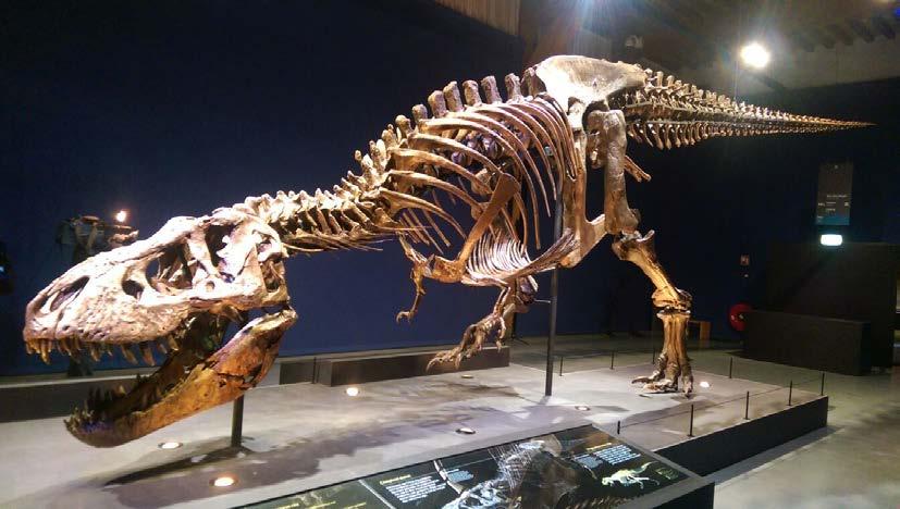 Aarde Opgave 3 De T-Rex in Leiden bron 7 De T-Rex in Leiden In de zomer van 2013 werd in het noordoosten van de staat Montana (Verenigde Staten) het skelet van een Tyrannosaurus Rex (T-Rex) ontdekt: