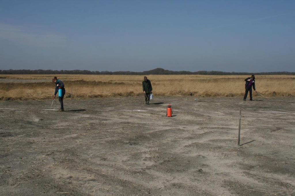 Is P limiterend voor invertebraten op heide?