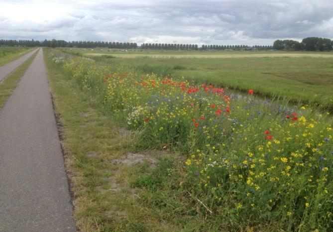 Daarna werd zand opgebracht en een bloemrijk mengsel ingezaaid.