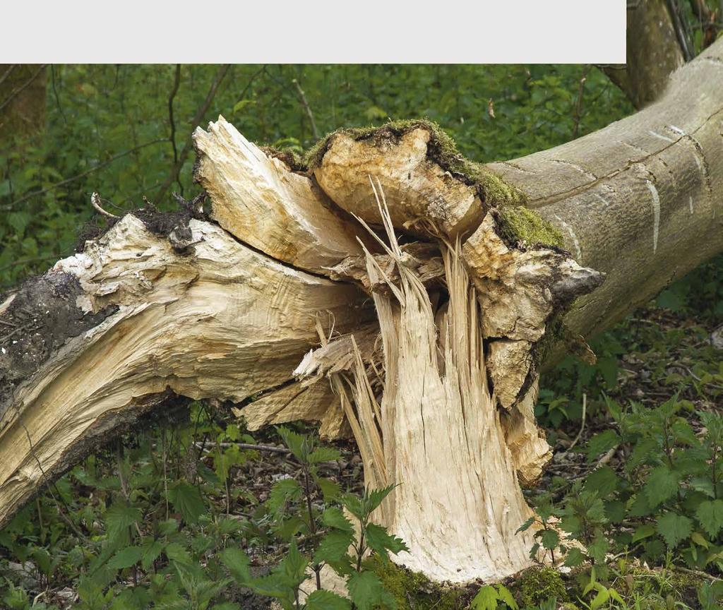 Dit zijn toekomst bomen : bomen met een bijzondere recreatieve of ecologische waarde. Oranje: Bomen met een oranje stip of streep worden gekapt.