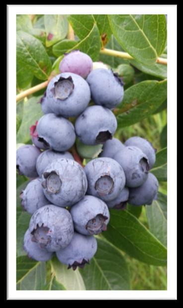 BLAUWE BESSEN - JAN JANSSEN - Budel Sinds midden jaren 70 houdt de familie Janssen - Van Asten zich bezig met de cultivatie van de Amerikaanse bosbes.